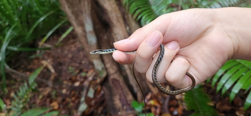 Dendrelaphis pictus