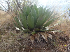 Agave maximiliana