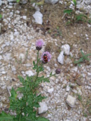 Trichodes leucopsideus