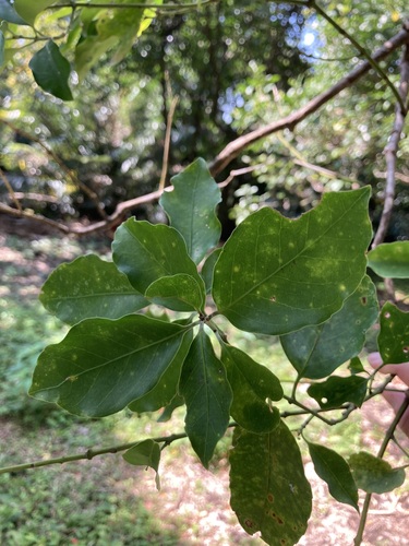 Euonymus chibae iNat (2)