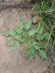 Rumex hypogaeus