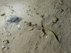 Narrow Leaf-Toed Gecko photo 1