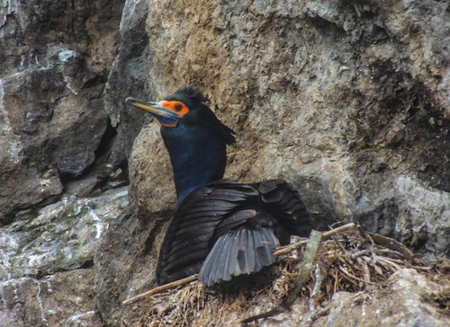 Red-faced Cormorant