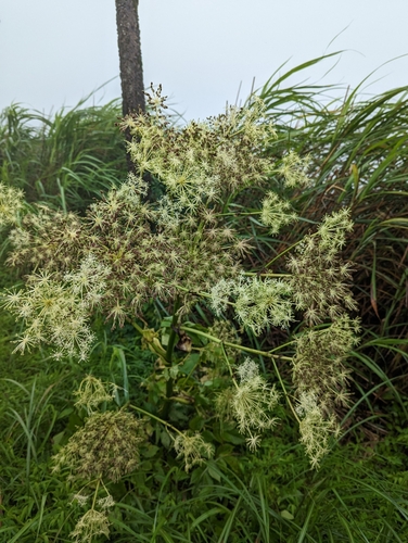 Angelica pubescens iNat (3)