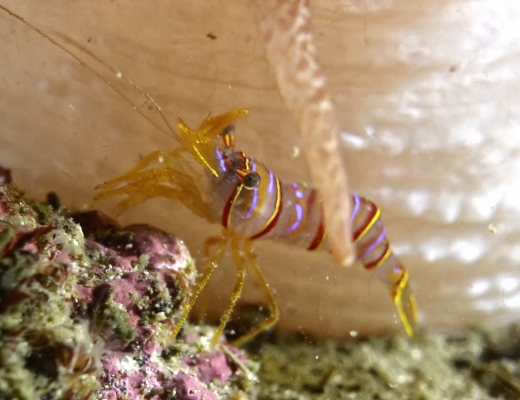 candy-striped shrimp
