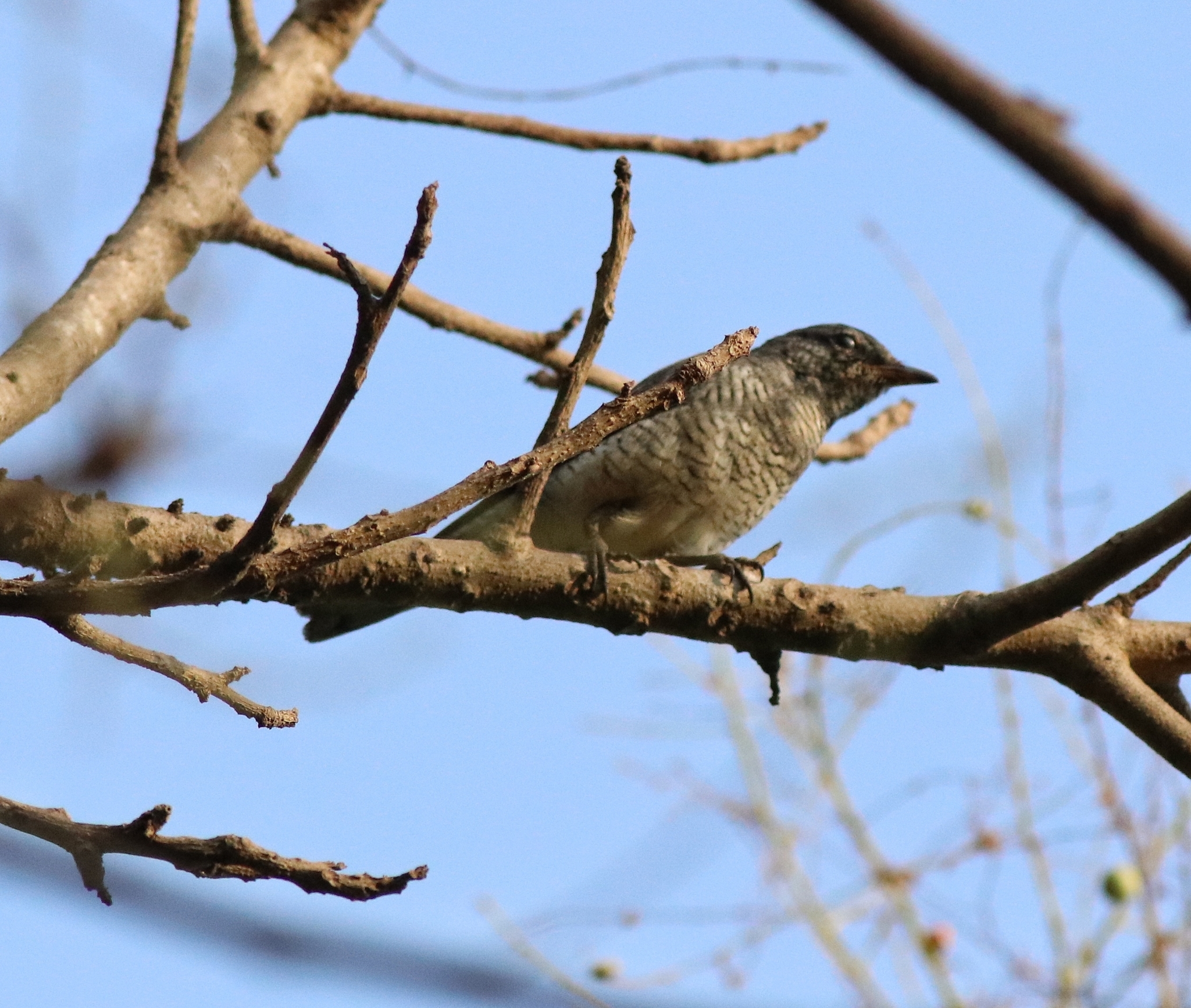 Black-headed Cuckooshrike illustration