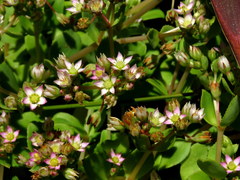 Crassula pellucida pellucida