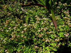 Crassula pellucida pellucida