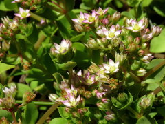 Crassula pellucida pellucida
