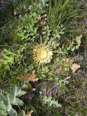 Carlina acanthifolia