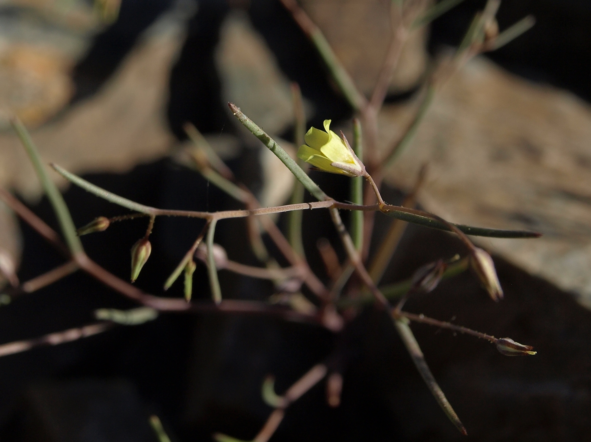 Linanthus filiformis