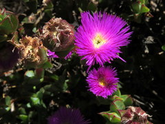 Erepsia forficata