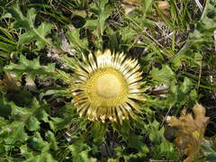 Carlina acanthifolia