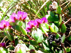 Erepsia forficata