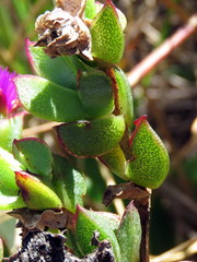 Erepsia forficata