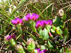 Erepsia forficata