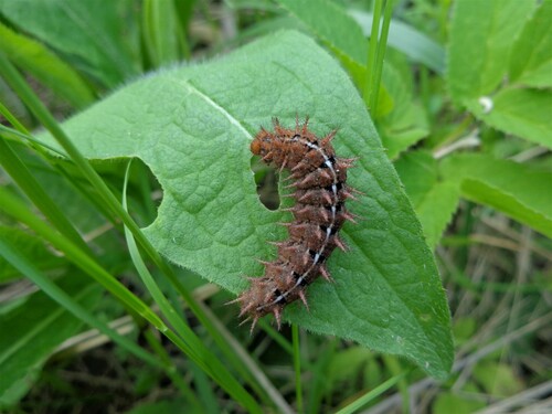 High Brown Fritillary photo 4