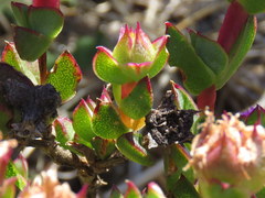 Erepsia forficata