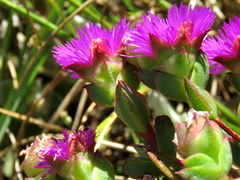 Erepsia forficata