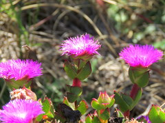 Erepsia forficata