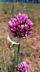 Allium dregeanum