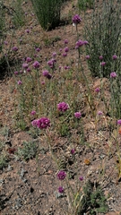 Allium dregeanum