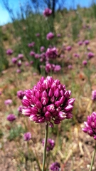 Allium dregeanum