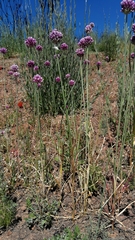 Allium dregeanum