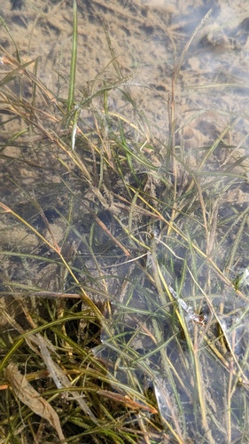 Flatstem pondweed (Potamogeton zosteriformis)