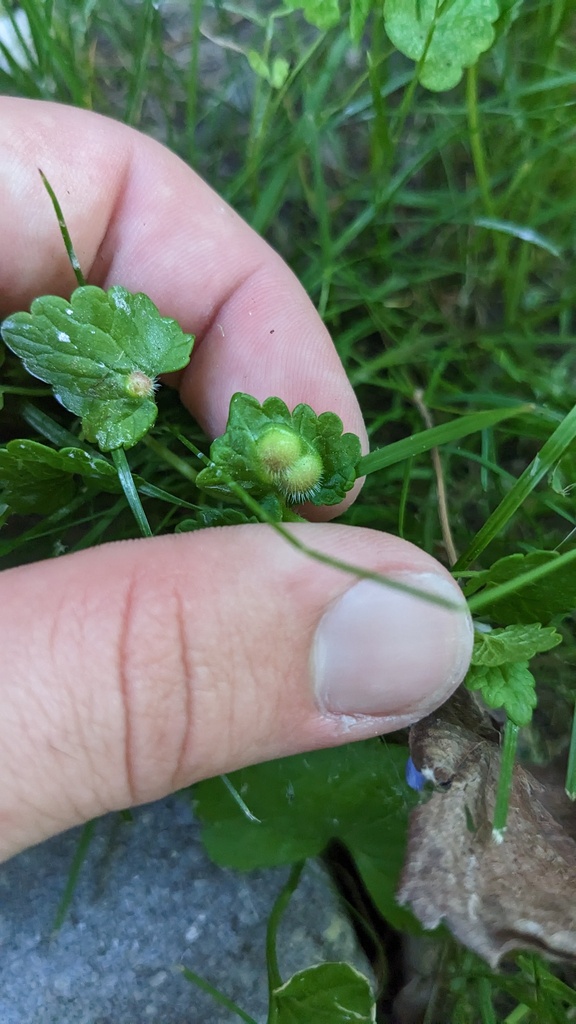 Glechoma gall wasp from Point Comfort Okauchee, Okauchee Lake, WI, USA
