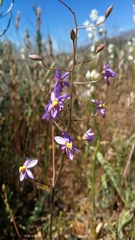 Cyanella