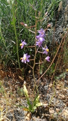 Cyanella