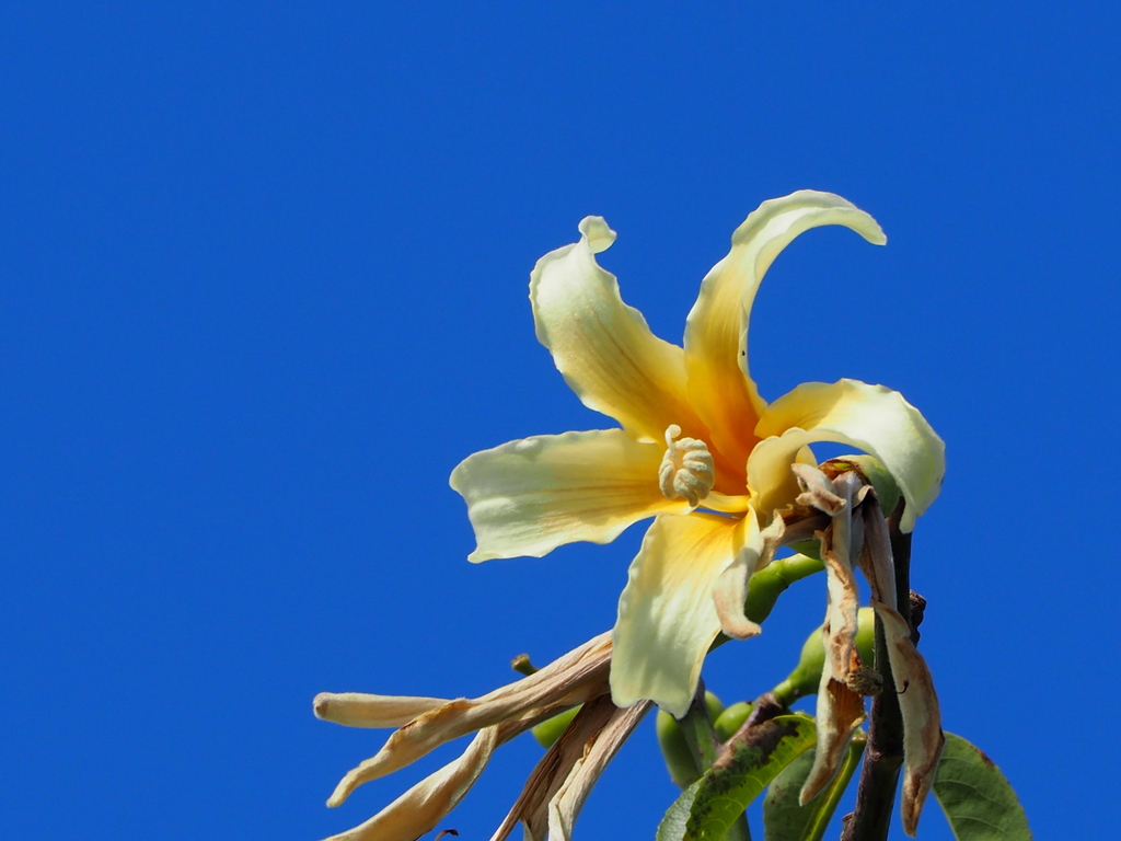Palo borracho de flor rosada