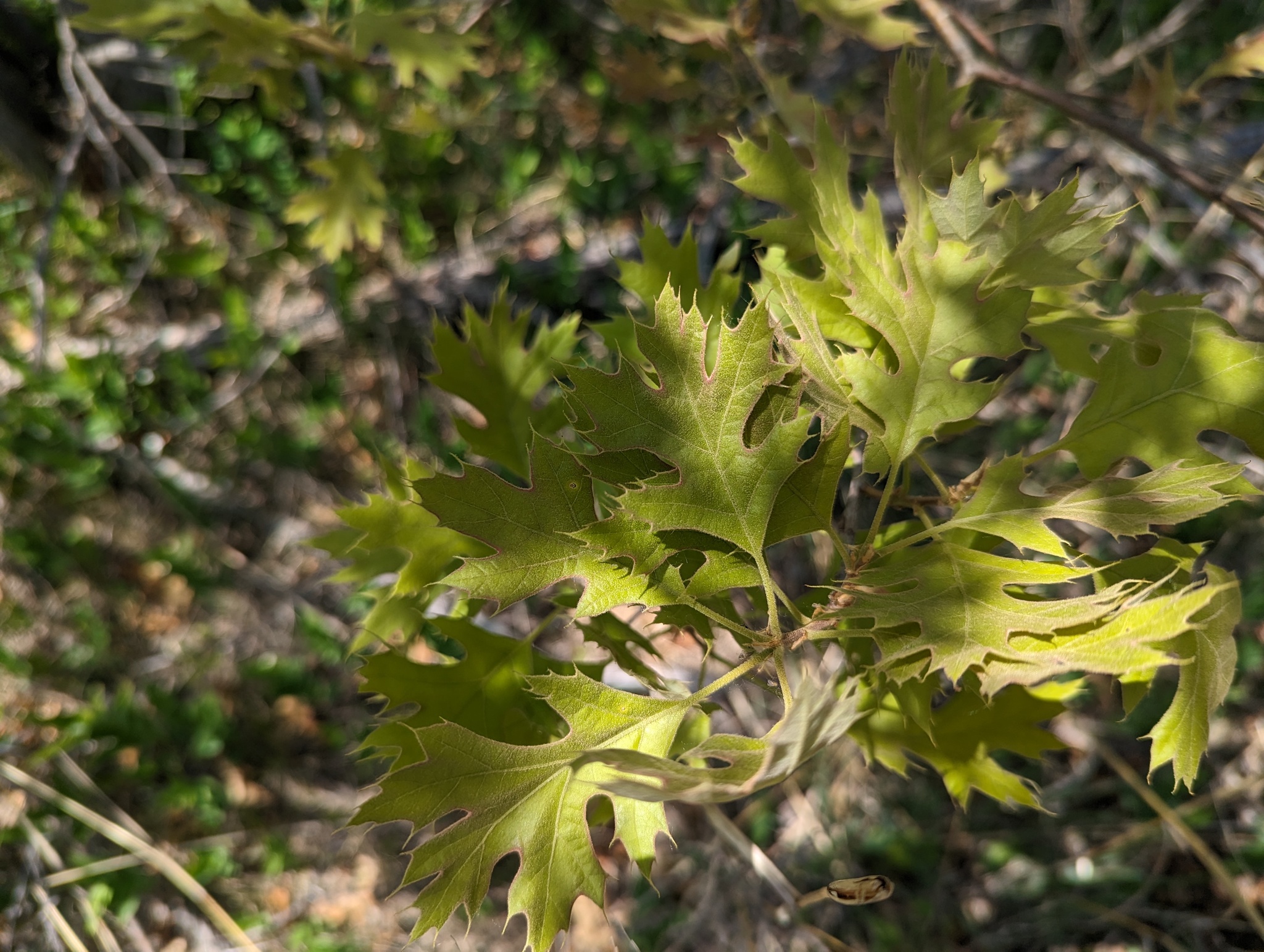 Quercus X palaeolithicola
