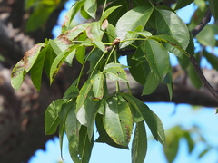 Ceiba chodatii