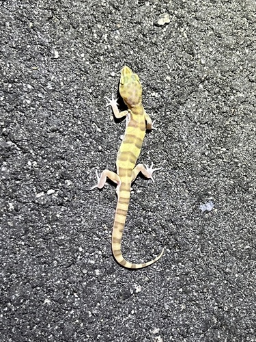 iNaturalist observation photo of Western Banded Gecko