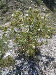 Cirsium ferox