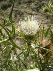 Cirsium ferox