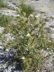 Cirsium ferox