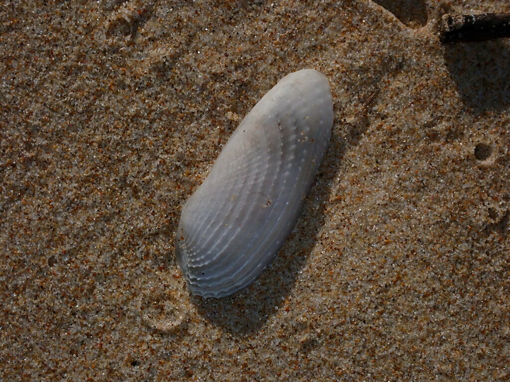 Barnea australasiae from Barcoongere NSW 2460, Australia on June 1