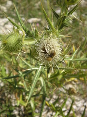 Cirsium ferox