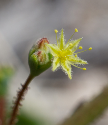 Howell's buckwheat (Eriogonum howellianum)