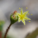 Eriogonum howellianum - Photo (c) Matt Berger, alguns direitos reservados (CC BY), uploaded by Matt Berger
