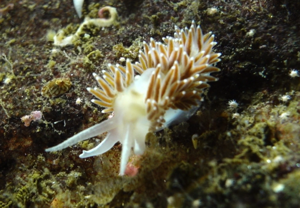 Red-finger Aeolis