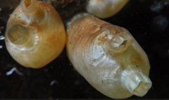 Halocynthia aurantium