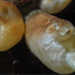 Halocynthia aurantium