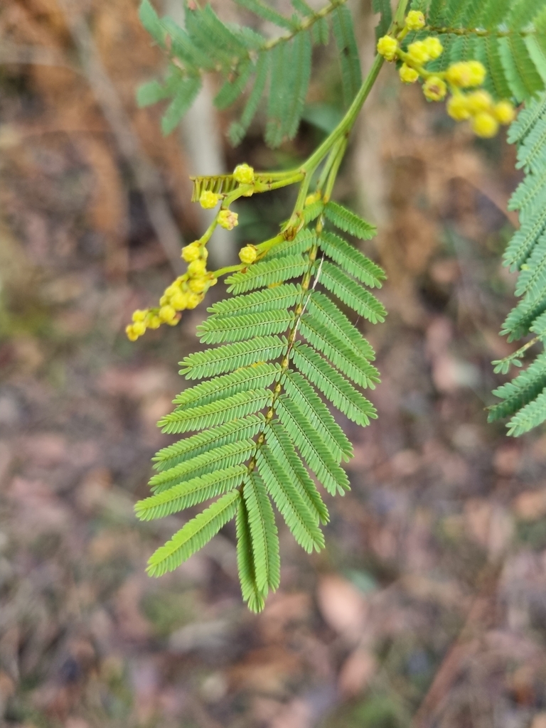 Dwarf Silver-wattle