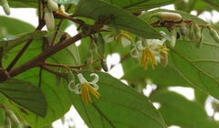 Styrax camporum
