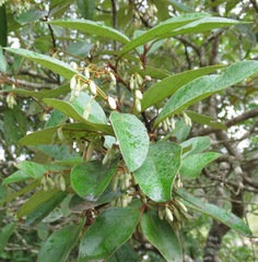 Styrax camporum