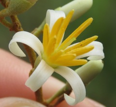 Styrax camporum